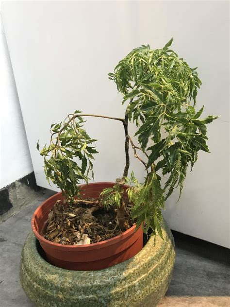 富貴樹種類|富貴樹種類：認識不同品種，打造家中好運象徵